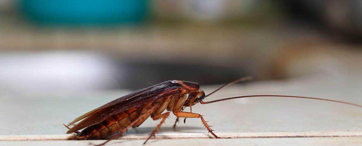 Kakkerlakken voorkomen met 7 gouden tips!