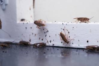 Duitse kakkerlak: van ontdekking tot snelle aanpak!